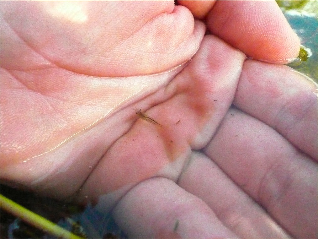 Palaemonetes sp.